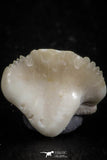 06438 - Great Collection of 5 Ginglymostoma sp Nurse Shark Teeth Paleocene