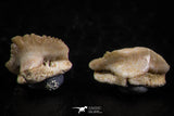 06438 - Great Collection of 5 Ginglymostoma sp Nurse Shark Teeth Paleocene