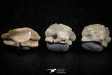 06438 - Great Collection of 5 Ginglymostoma sp Nurse Shark Teeth Paleocene