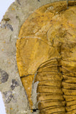 09177 - Top Huge 8.58 Inch Cambropallas telesto Middle Cambrian Trilobite