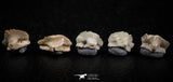06438 - Great Collection of 5 Ginglymostoma sp Nurse Shark Teeth Paleocene