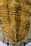 09177 - Top Huge 8.58 Inch Cambropallas telesto Middle Cambrian Trilobite