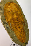 09177 - Top Huge 8.58 Inch Cambropallas telesto Middle Cambrian Trilobite