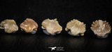 06439 - Great Collection of 5 Ginglymostoma sp Nurse Shark Teeth Paleocene