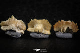 06439 - Great Collection of 5 Ginglymostoma sp Nurse Shark Teeth Paleocene