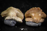 06439 - Great Collection of 5 Ginglymostoma sp Nurse Shark Teeth Paleocene