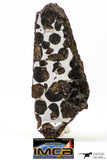 09178 - Sericho Pallasite Meteorite Polished Section Fell in Kenya 24.4 g