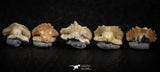 06439 - Great Collection of 5 Ginglymostoma sp Nurse Shark Teeth Paleocene