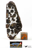 09178 - Sericho Pallasite Meteorite Polished Section Fell in Kenya 24.4 g