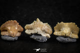 06439 - Great Collection of 5 Ginglymostoma sp Nurse Shark Teeth Paleocene