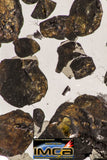 09178 - Sericho Pallasite Meteorite Polished Section Fell in Kenya 24.4 g