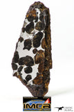 09178 - Sericho Pallasite Meteorite Polished Section Fell in Kenya 24.4 g