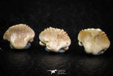 06440 - Great Collection of 6 Ginglymostoma sp Nurse Shark Teeth Paleocene