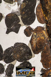 09178 - Sericho Pallasite Meteorite Polished Section Fell in Kenya 24.4 g