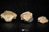 06440 - Great Collection of 6 Ginglymostoma sp Nurse Shark Teeth Paleocene