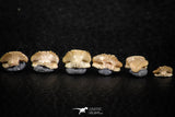 06440 - Great Collection of 6 Ginglymostoma sp Nurse Shark Teeth Paleocene