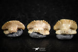 06440 - Great Collection of 6 Ginglymostoma sp Nurse Shark Teeth Paleocene