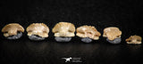 06440 - Great Collection of 6 Ginglymostoma sp Nurse Shark Teeth Paleocene