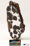 09180 - Sericho Pallasite Meteorite Polished Section Fell in Kenya 14.3 g