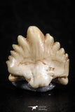 06441 - Well Preserved 0.35 Inch Ginglymostoma sp Nurse Shark Teeth Paleocene