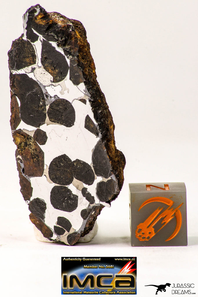 09180 - Sericho Pallasite Meteorite Polished Section Fell in Kenya 14.3 g