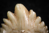 06441 - Well Preserved 0.35 Inch Ginglymostoma sp Nurse Shark Teeth Paleocene