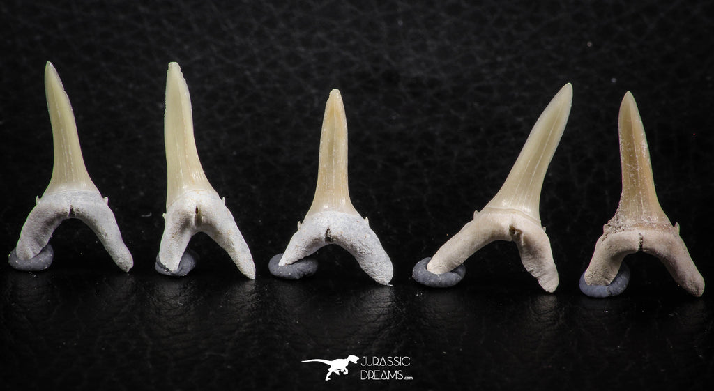 06442 - Great Collection of 5 Striatolamia macrota Shark Teeth Paleocene
