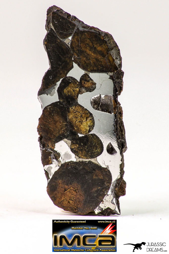 09181 - Sericho Pallasite Meteorite Polished Endcut Section Fell in Kenya 5.8 g