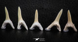 06442 - Great Collection of 5 Striatolamia macrota Shark Teeth Paleocene