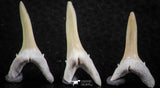 06442 - Great Collection of 5 Striatolamia macrota Shark Teeth Paleocene