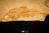 40005- Museum Grade Association Complete Libanopristis + Spaniodon + Armigatus + Shrimps - Cretaceous Lebanon