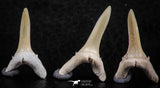 06442 - Great Collection of 5 Striatolamia macrota Shark Teeth Paleocene
