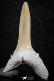 06442 - Great Collection of 5 Striatolamia macrota Shark Teeth Paleocene