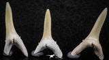06442 - Great Collection of 5 Striatolamia macrota Shark Teeth Paleocene