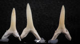 06442 - Great Collection of 5 Striatolamia macrota Shark Teeth Paleocene