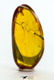 09182 - Beautiful 0.74 Inch Baltic Amber With An Inclusion Of Fossil Insect (Diptera- Dolichopodidae Fly)