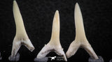 06442 - Great Collection of 5 Striatolamia macrota Shark Teeth Paleocene