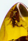 09182 - Beautiful 0.74 Inch Baltic Amber With An Inclusion Of Fossil Insect (Diptera- Dolichopodidae Fly)