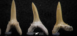 06443 - Great Collection of 5 Striatolamia macrota Shark Teeth Paleocene