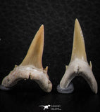06443 - Great Collection of 5 Striatolamia macrota Shark Teeth Paleocene