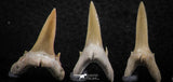 06443 - Great Collection of 5 Striatolamia macrota Shark Teeth Paleocene