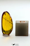 09182 - Beautiful 0.74 Inch Baltic Amber With An Inclusion Of Fossil Insect (Diptera- Dolichopodidae Fly)