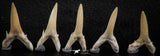 06443 - Great Collection of 5 Striatolamia macrota Shark Teeth Paleocene