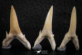 06443 - Great Collection of 5 Striatolamia macrota Shark Teeth Paleocene