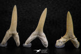 06443 - Great Collection of 5 Striatolamia macrota Shark Teeth Paleocene