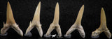 06443 - Great Collection of 5 Striatolamia macrota Shark Teeth Paleocene