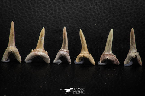 06444 - Great Collection of 6 Striatolamia macrota Shark Teeth Paleocene