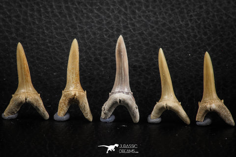 06445 - Great Collection of 5 Striatolamia macrota Shark Teeth Paleocene