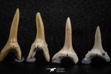 06446 - Great Collection of 6 Striatolamia macrota Shark Teeth Paleocene