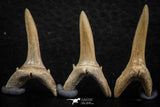 06446 - Great Collection of 6 Striatolamia macrota Shark Teeth Paleocene